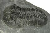 Two Detailed Gerastos Trilobite Fossils - Morocco #243809-5